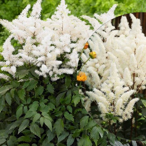 Astilbe arendsii 'Rock and Roll' - Arendsi astilbe 'Rock and Roll' C2/2L